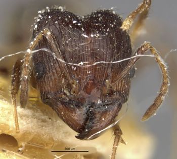 Media type: image;   Entomology 20654 Aspect: head frontal view
